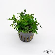 Image result for Bolbitis