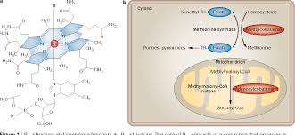 It is one of eight b vitamins. Figure 1 From Vitamin B12 Transport From Food To The Body S Cells A Sophisticated Multistep Pathway Semantic Scholar