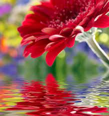 Download high quality flower pictures for your mobile, desktop or website. Hd Flower Picture 02 Hd Pictures Free Stock Photos In Image Format Jpg Size 4200x4446 Format For Free Download 7 30mb