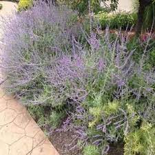 Check spelling or type a new query. Onlineplantcenter 1 Gal Russian Sage Plant R003cl The Home Depot Sage Plant Plants Russian Sage