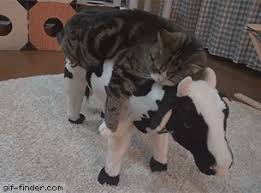 Cat vibes to @catvibesto 19 окт 2020. Cow And Maru Find And Share Funny Animated Gifs Cute Funny Animals Cute Animals Crazy Cats