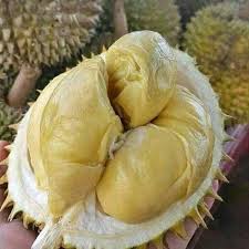 Bibitnya juga berasal dari tanaman unggul dan berkualitas. Jual Bibit Durian Montong Terbaik Unggul Murah Bergaransi