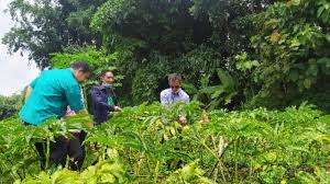 Jadi memang sangat luar biasa, ujar ema saat meninjau budidaya porang di madiun, jawa timur, kamis (17/6). Budidaya Tanaman Porang Sudadi Warga Kab Semarang Raup Rp 800 Juta Pertahun Tribun Jateng
