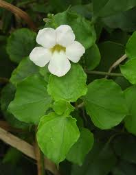 Image result for Asystasia