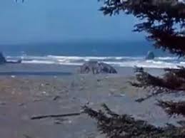 Bibio The Ephemeral Bluebell Music Sort Of Disconsonant But Hypnotic Video Is Vintage And Lovely Bluebells Hd Movies Vignettes