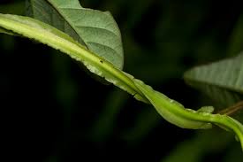 Image result for Merremia pterygocaulos