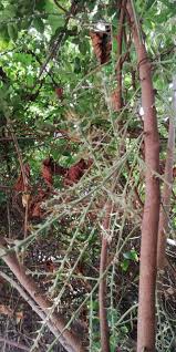 Image result for Alchornea cordifolia