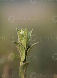 Image result for Astripomoea