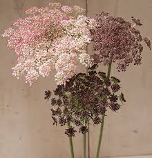 Pin On Summer Flowers