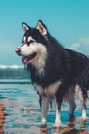 5 Most Expensive Dog Breeds In India