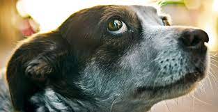 Why does my dog get mad and destroy things when i leave the house? Surprising Signs That Mean Your Dog Is Secretly Mad At You