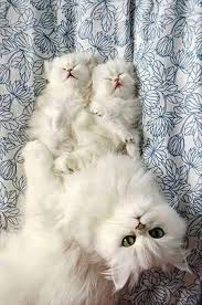 Cat Information Are Available On Our Site Check It Out And You Will Not Be Sorry You Did 2020 Cute Kittens Sevimli Kedi Yavrulari Guzel Kediler