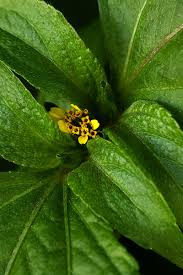 Image result for Sclerocarpus