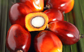While both originate from the same plant, palm kernel oil is extracted from the seed of the fruit. Malaysiakini Palm Oil Vs Palm Kernel Oil What S The Difference