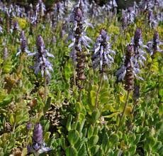 Image result for Coleus neochilus