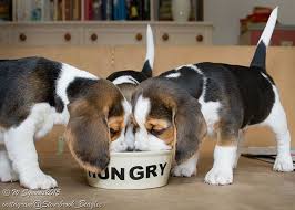 Stourbrook Beagles On Instagram Dinner Time Beagle Hunting Dogs Cute Animals