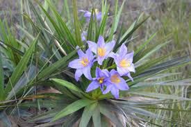 Image result for Velloziaceae