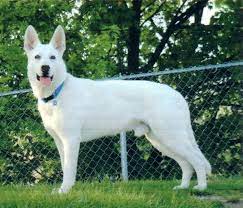 5 Common Questions About The White German Shepherd Animalso