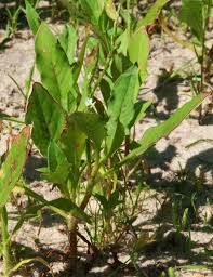 Image result for Oxygonum