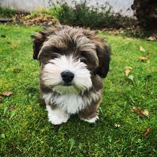 Black And White Havanese Puppy For Sale Siri Brown Red And White Bichon Havanese Puppy Sirithehavanese On Instagram Havanese Puppies Havanese Bichon