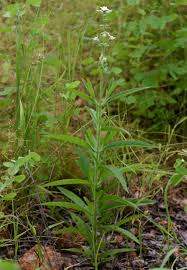 Image result for Syncolostemon bracteosus