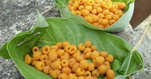 Berries Hisar Berries Fruit Sweet Recipes
