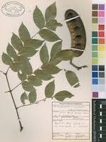 Image result for Erythrophleum suaveolens