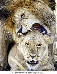 13 people injured in a mass capturing in'downtown austin, Lions Mating Giving Love Bite Well Known Male Lion Named Scarface Biting Lioness While Mating In The Masai Mara In Kenya Canstock