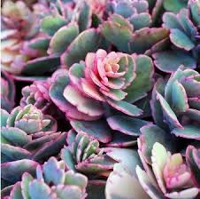 Kalanchoe Fedtschenkoi F Marginata Limited Succulents Plants Cacti And Succulents