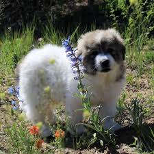 We did not find results for: Great Pyrenees Puppies For Sale Great Pyrenees Puppies Facebook