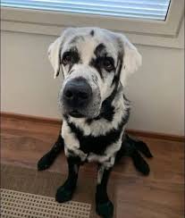 Finding a name for a dog with unique pigmentation