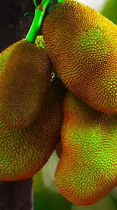 Image result for Artocarpus heterophyllus