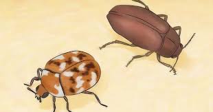 3 Ways To Get Rid Of Carpet Beetles House Beetles Beetle How To Get Rid