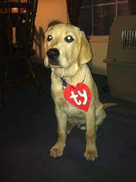 Can You Guess What Remi Was For Halloween Diy Pet Costumes Diy Dog Costumes Diy Dog Stuff