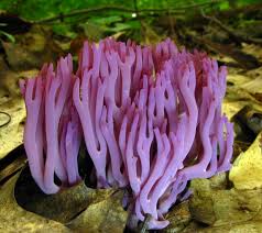Check spelling or type a new query. Clavaria Zollingeri Wikipedia