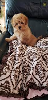 There are 200 maltipoo puppies for sale on etsy, and they cost $21.42 on. Sadie Maltipoo Puppy For Sale In Hellertown Pa Happy Valentines Day Happyvalentinesday2016i