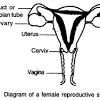 Parts of the reproductive system. 1