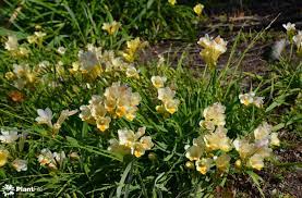 Freesia X Hybrida Flower Oil Best Flower Wallpaper