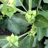 Ashwagandha: Usefulness and Safety | NCCIH