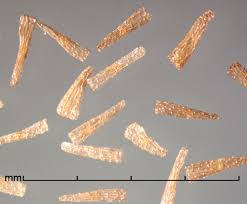 Image result for Alectra vogelii