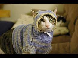 Cats Wearing Sweaters Youtube