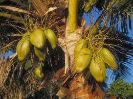 Maybe you would like to learn more about one of these? Coconut Palm Cocos Nucifera Plants Kew
