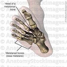 Anatomy Stock Images Foot Metatarsal Bones Head Bone Toes Feet Bottom Skin Names Foot Anatomy Feet Toes