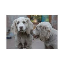 Image result for výmarský dlouhosrstý ohař