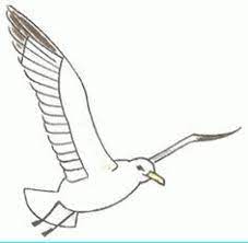 Open/view dwg and dxf files. How To Draw A Seagull In Flight Step By Step Add To Picture With Sailboats Art Kids Dr Awing Lessons Acik Raflar Pinterest Zeichnungsanleitung