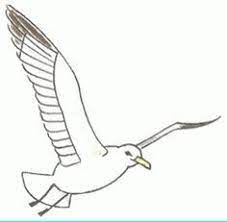 Seagull silhouettes clip art by aslantopcu 24 / 4,360 flying seagull drawing by perysty 4 / 1,707 seagull silhouette stock illustration by mwp1969 6 / 2,229 seagull stock illustration by perysty 8 / 1,311 seagull aviator drawing by stokkete 11 / 1,733 four birds stock illustration by colematt 9 / 749 cartoon vector image of a sneering seagull. How To Draw A Seagull In Flight Step By Step Add To Picture With Sailboats Art Kids Dr Awing Lessons Acik Raflar Pinterest Zeichnungsanleitung
