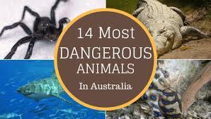 If you look at the statistics of animal deaths in australia, sharks are the most deadly animals in australia. What Dangerous Animals Does Australia Have Travelfornoobs Com