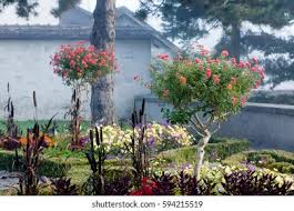 The attractive leaves make this tree a stunning container specimen. Dwarf Ornamental Trees Castle Garden Bulle Stock Photo Edit Now 594215519
