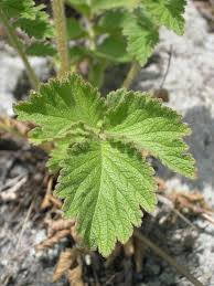 Image result for Drypetes arguta