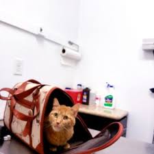 Pet care express near me. Petcare Express 43 Photos 56 Reviews Veterinarians 6220 W 43rd St Houston Tx Phone Number